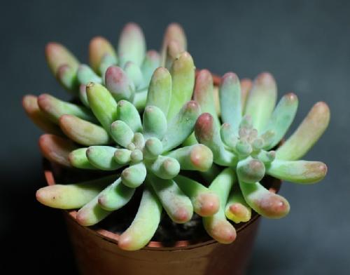 ·չ׶Ρũص ؼ￴ؼ